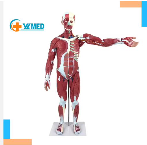 80cm Plastic Human Muscle Model Art Medicine Simulation Skeletal Muscle Tissue Planning Model Fitness Pvc Teaching Model