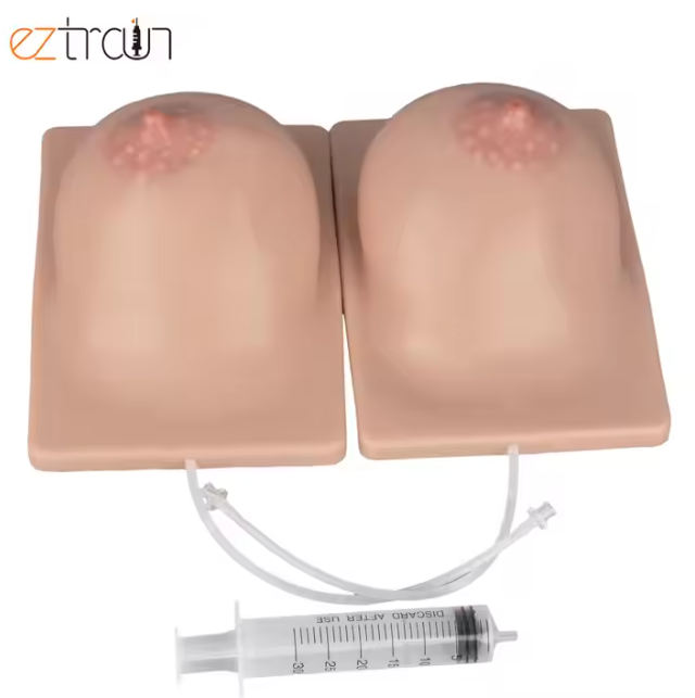 Lactating Breast Model for Education, Lactation