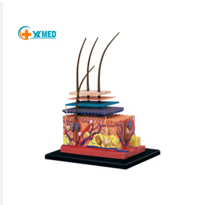 Enlarged Human Anatomy Models 4D Skin Tissue Model with 19 Parts for Children Educational Tools