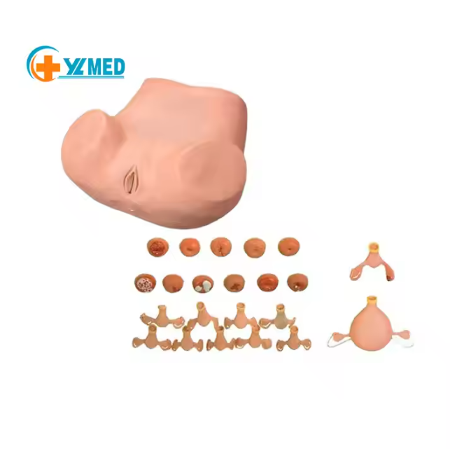 Medical Science Advanced Gynecological Examination Simulator Abnormal Palpation Practice Model for Medical School Class Use