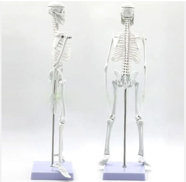 45CM Anatomical Anatomy Human Skeleton Model Medical Science Teaching Aid Resources