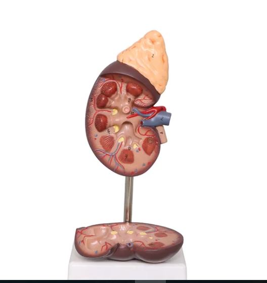 High quality PVC.2 parts 2 times size human kidney model